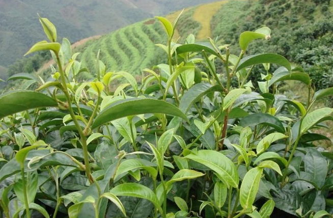 臨滄茶區劃分