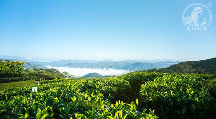 勐庫茶分布與生長(cháng)環(huán)境