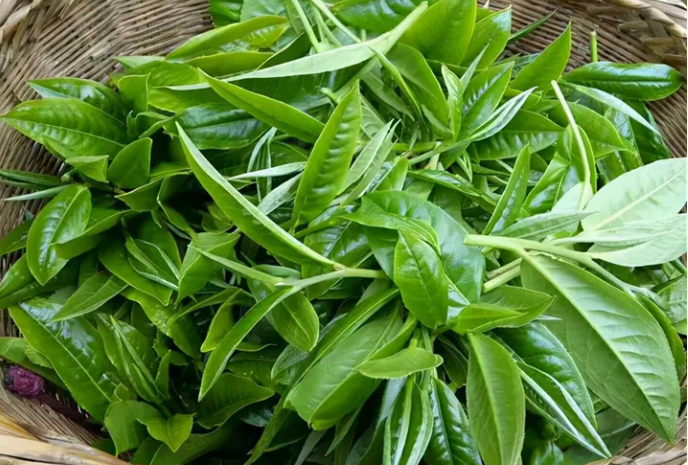 普洱茶是如何分級的，等級高低有什么區別
