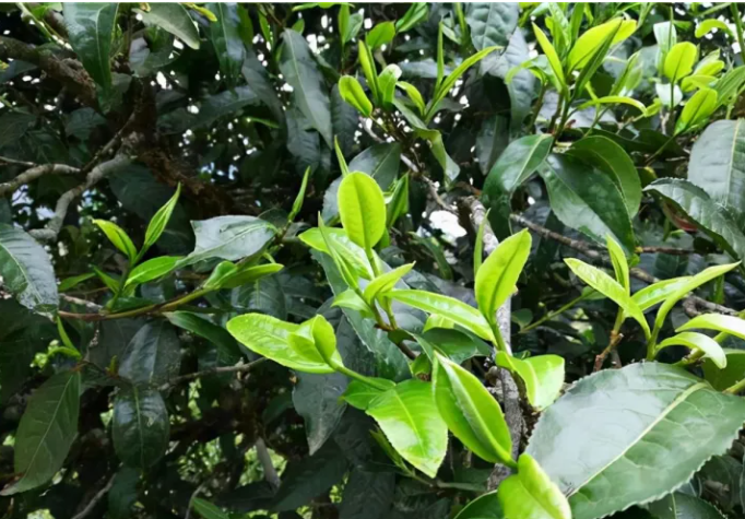 普洱新茶與陳茶的區別在哪里？