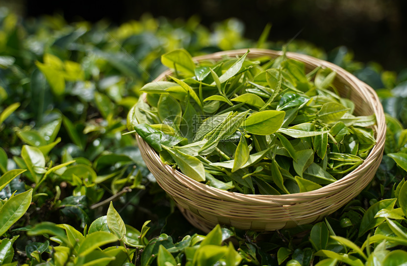 普洱茶生茶與熟茶區別 