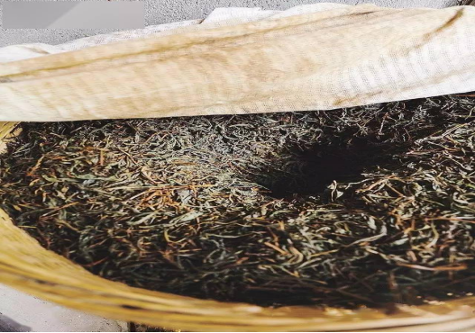 紅茶加工中的發(fā)酵介紹