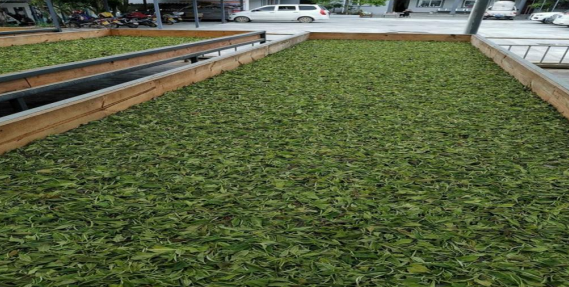 紅茶加工中的萎凋、揉捻介紹