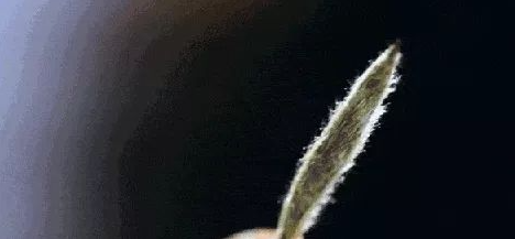 茶毫很小，功效卻很大！