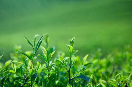 喝茶好處多，收獲一點(diǎn)就超值