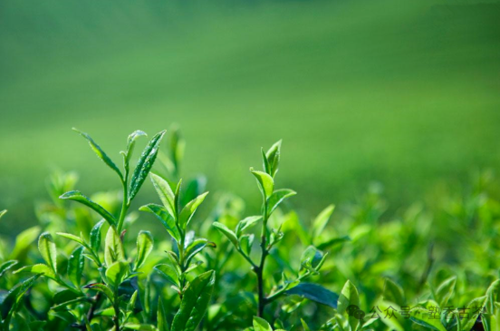 又是一年春茶季