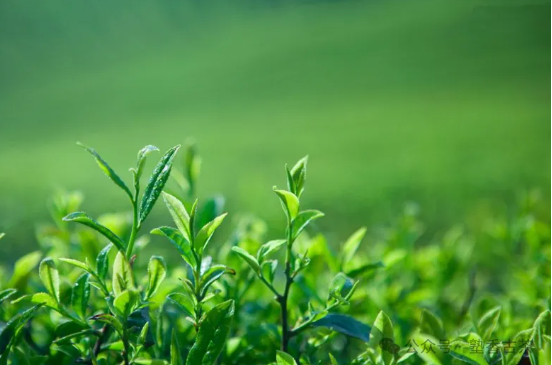 有時(shí)候泡出的春茶為什么又苦又澀？