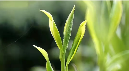 關(guān)于春茶的小知識，你了解多少？