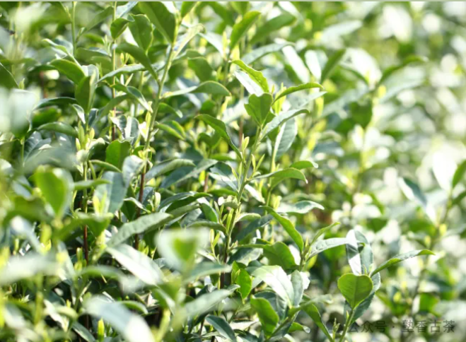 “明前茶”與“雨前茶”的區別