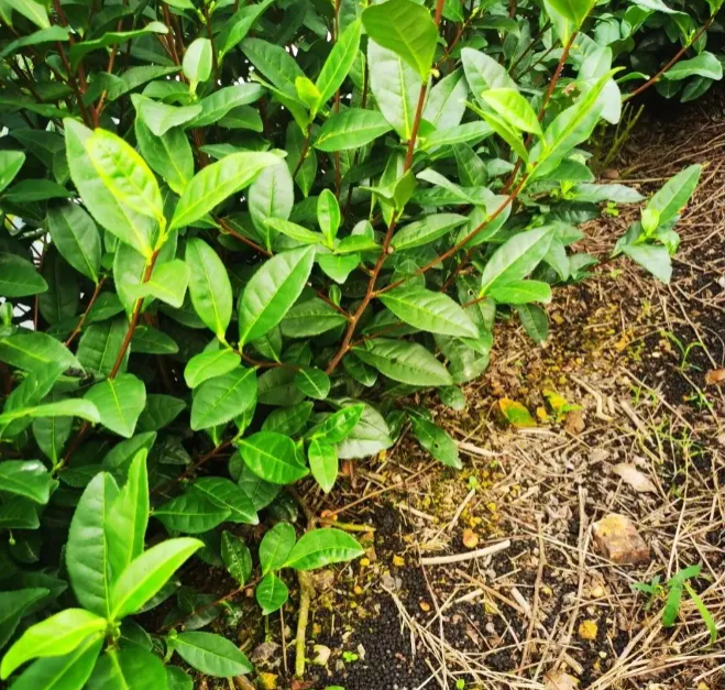 土壤對茶葉品質(zhì)的影響