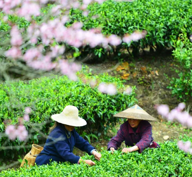 春季飲茶攻略--“春飲茶，勝良方”