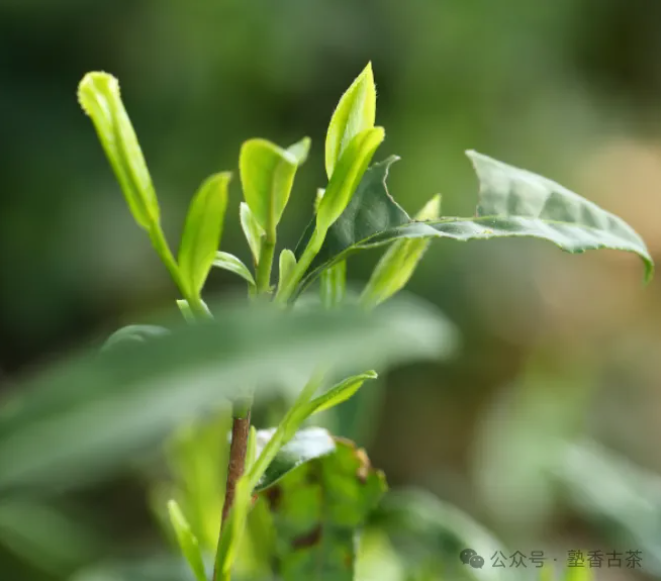 明前茶究竟貴在哪