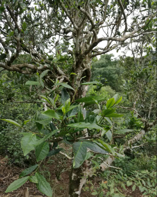 【茶尊仙茶地】：大樹(shù)茶