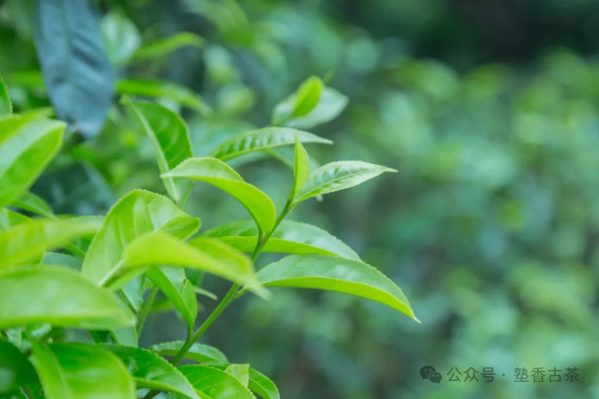 開(kāi)蓋“走香”？蓋上“悶茶”？愛(ài)茶人很疑惑！