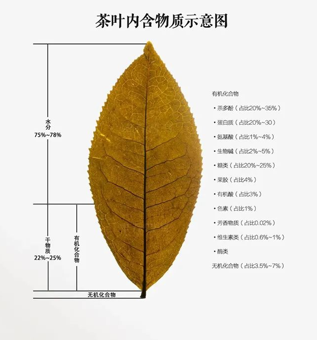 普洱茶葉能直接咀嚼吃嗎