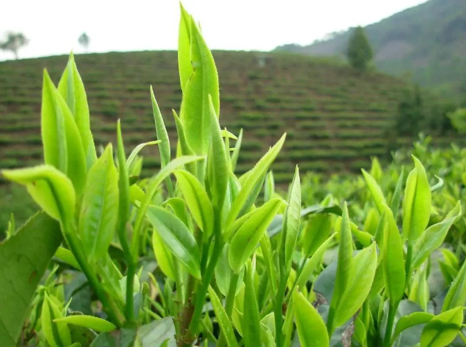 茶葉與環(huán)境保護的可持續發(fā)展