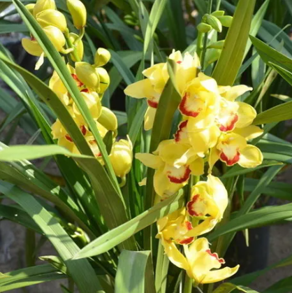 茶葉中的“蘭花香”