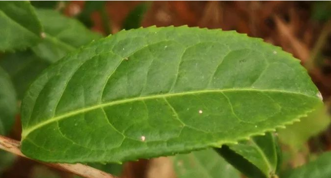 茶葉為什么會(huì )返青、串味？如何保存茶葉？