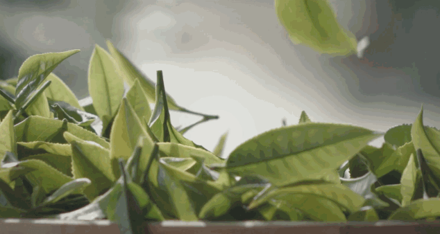 科普| 茶的鮮味從何而來(lái)