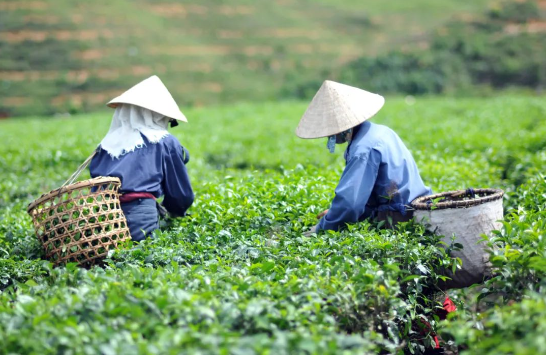 泡茶時(shí)為什么會(huì )出現水味？